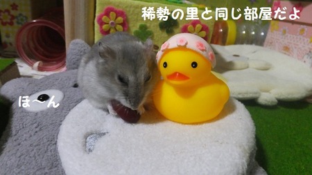 15ぴ-2