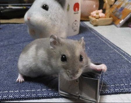 30GIF