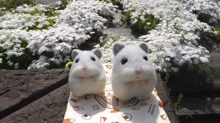 5しば-1★