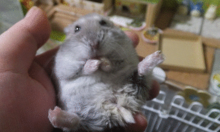 30GIF