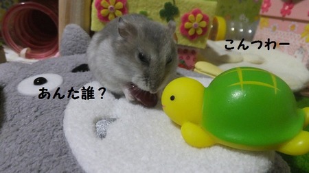 コント-1