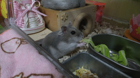 30GIF-1