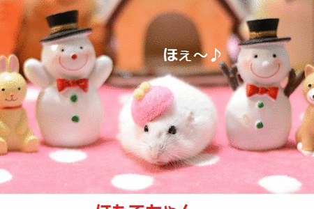 2018.11.18hotaGIF