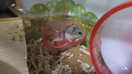 2018.5.17トイレ-3