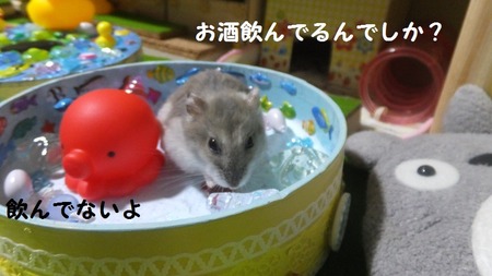 16たこ-2