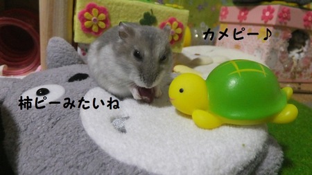 コント-2