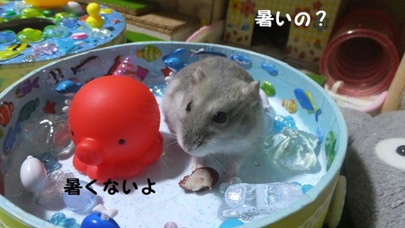 16たこ-3