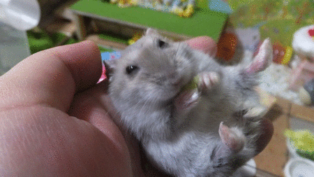 8GIF葉っぱ