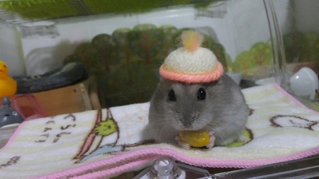 2018.6.27ぼうし-1