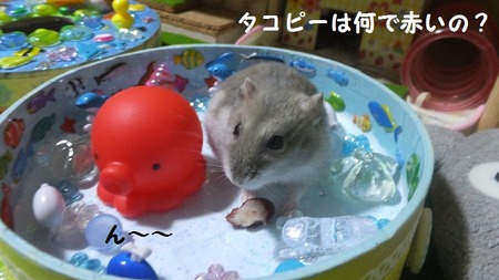 16たこ-1