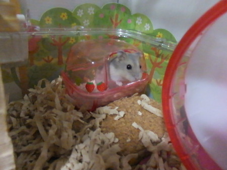 2018.5.17トイレ-4