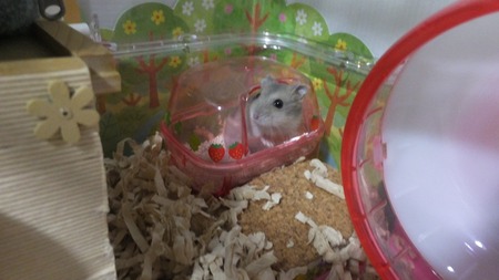 2018.5.17トイレ-1