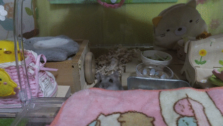 30GIF