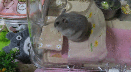 31GIF-2