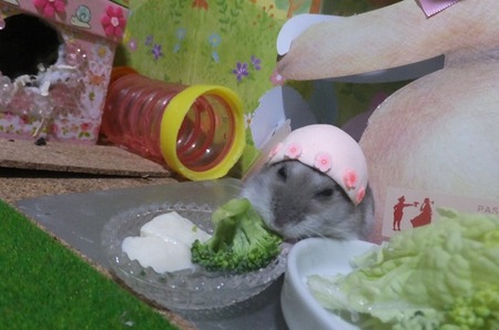 14帽子-2