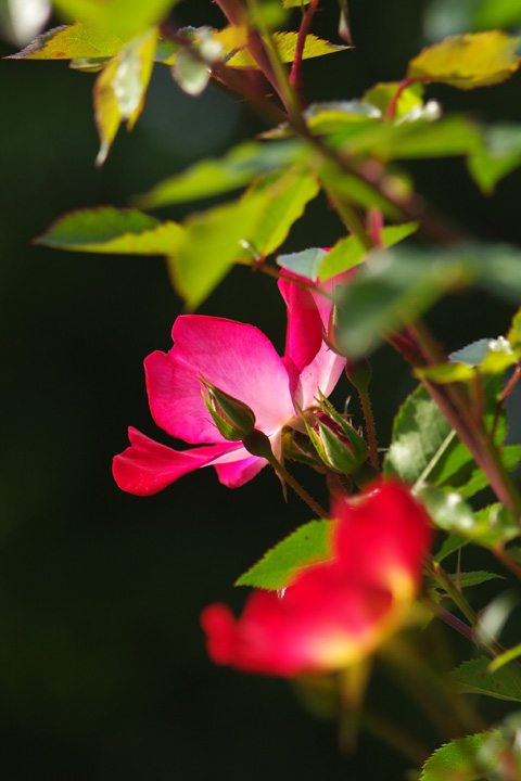 20120530_¥«¥¯¥Æ¥ë¡¢¹¥¤¤Ê¥Ð¥é¤Ç¤¹¡ª03
