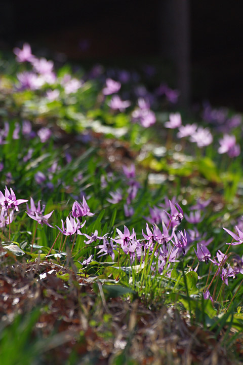 20130331_¥«¥¿¥¯¥ê¤ò»£¤ê¤Ë05