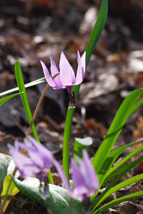 20130331_¥«¥¿¥¯¥ê¤ò»£¤ê¤Ë03