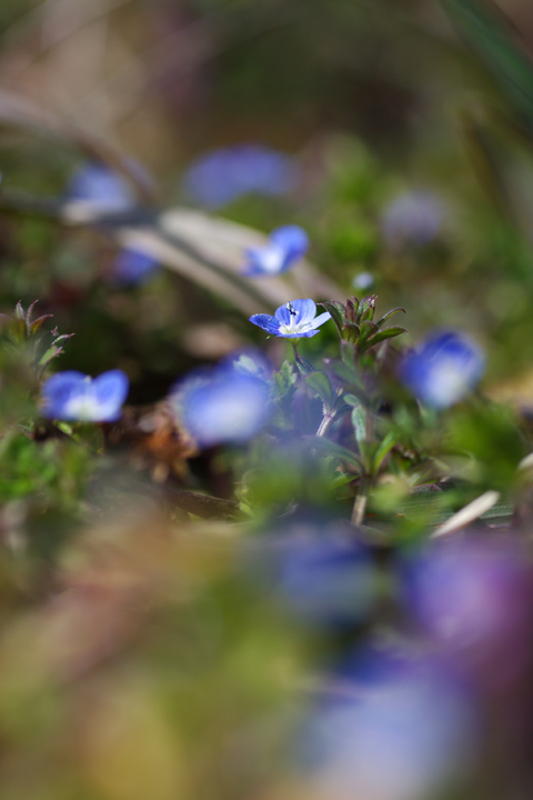 20120322½Õ¤Ëºé¤¯¾®¤µ¤ÊÀĤ¤²Ö01