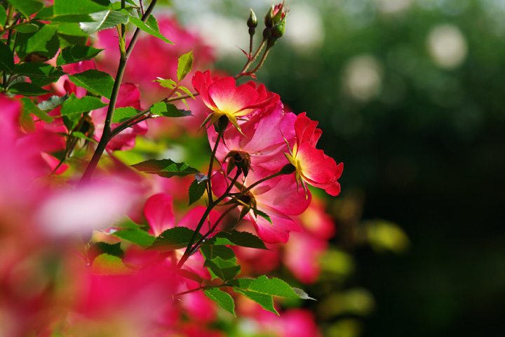 20120530_¥«¥¯¥Æ¥ë¡¢¹¥¤¤Ê¥Ð¥é¤Ç¤¹¡ª02