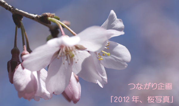 ¤Ä¤Ê¤¬¤ê´ë²è¡Ö2012ǯ¡¢ºù¼Ì¿¿¡×