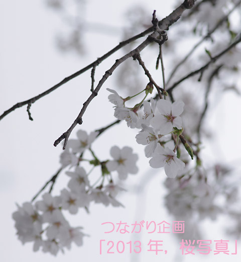 20130402_つながり企画「2013年、桜写真」