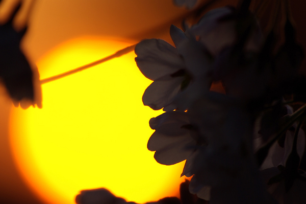 080711¡ÚMFS¡Û¥«¥ó¥É¥¦¥ª¥ì¥ó¥¸02