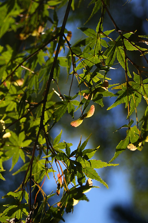 20131025_½©¤Î¶õ¤È¼«Å¾¼Ö02