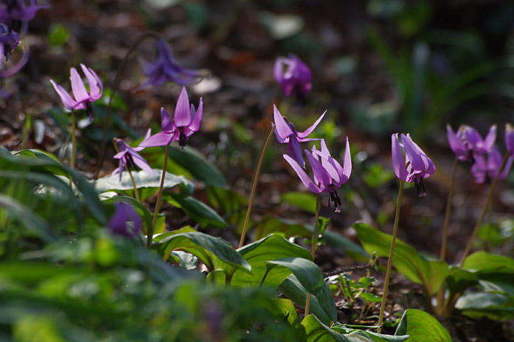 20130331_¥«¥¿¥¯¥ê¤ò»£¤ê¤Ë02