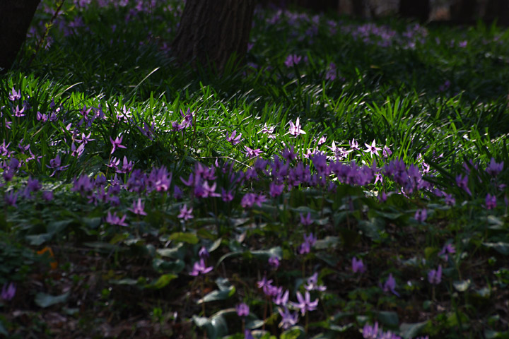 20130331_¥«¥¿¥¯¥ê¤ò»£¤ê¤Ë01
