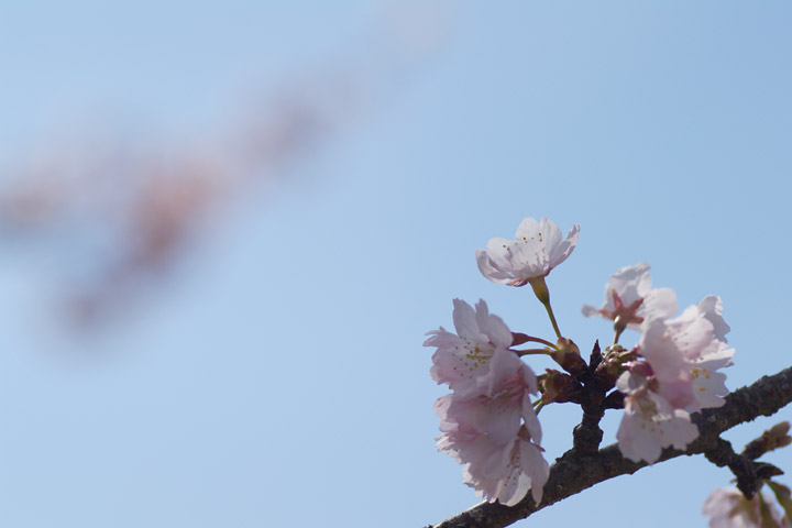 100326¤Ä¤Ê¤¬¤ê´ë²è¡Ö£²£°£±£°Ç¯¡¢ºù¡×