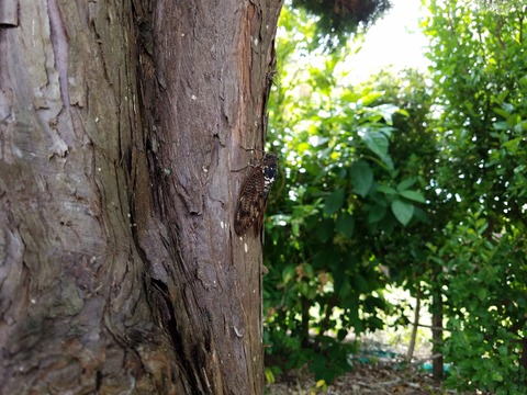 20170727_150024