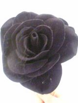 469116d3.jpg