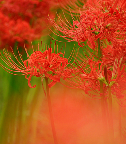 曼珠沙華