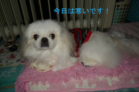 BlogPaint