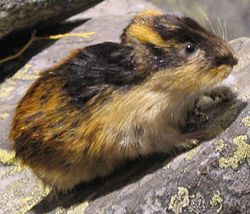 Lemming_(1)