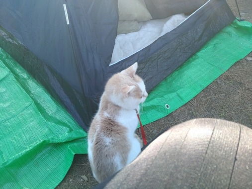 【ねこキャン△】猫とキャンプに来てみた