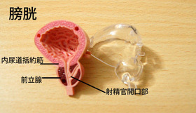 スカイネット 立体パズル 4D 人体解剖 雄　雌　性生殖器解剖モデル Amazon.co.jp: 青島文化教材社 スカイネット 立体パズル 4D