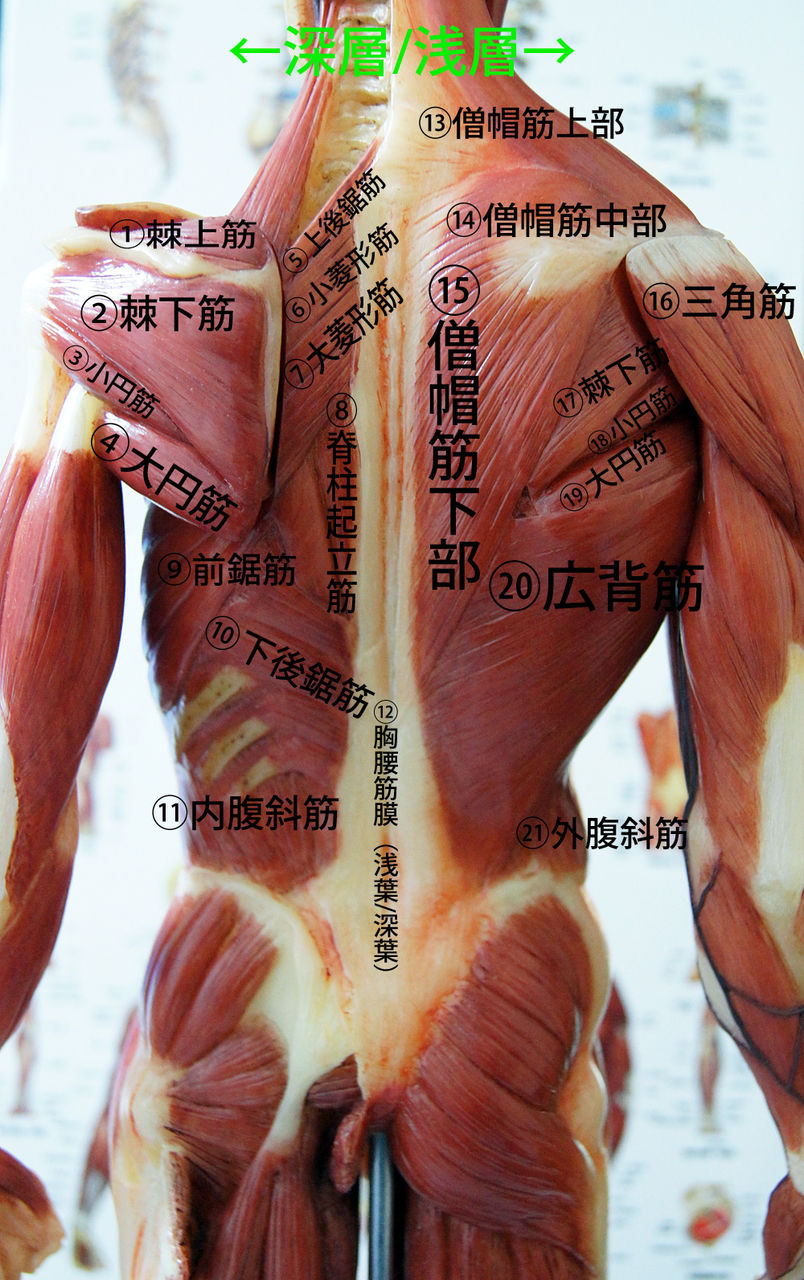 人体解剖学など。2014年05月03日