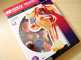 □スカイネット 立体パズル 4D VISION 人体解剖 No.15 雌性