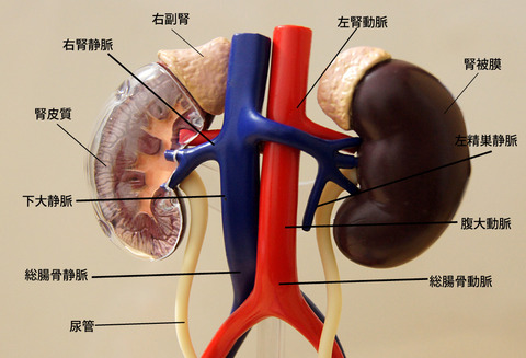 スカイネット 立体パズル 4D 人体解剖 No.15 雌性生殖器解剖