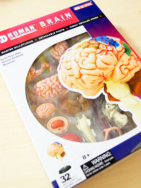 □スカイネット 立体パズル 4D VISION 人体解剖 No.12 脳解剖モデル