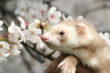 お花見 674