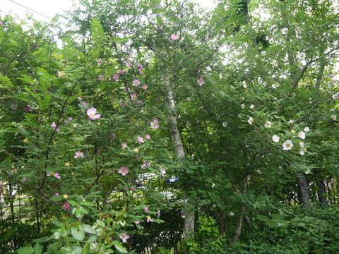 P1150939