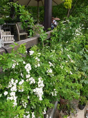 P1150904