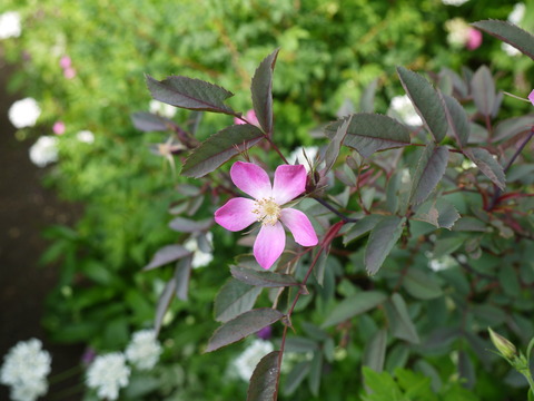 P1150915