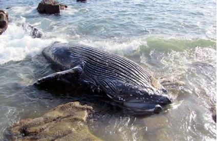 定置網かかり死ぬ?ザトウクジラが海岸に 高知