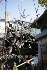 梅まつり・文京区湯島天神にて