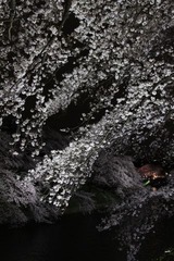夜の千鳥ヶ淵にて