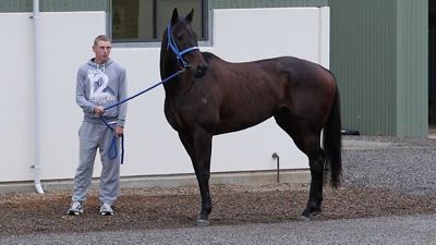 338044-black-caviar